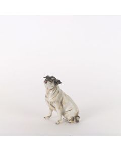 Pug