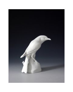 Shrike