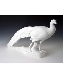 Silver Pheasant